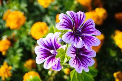 white flower with purple stripes.